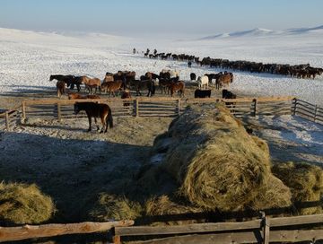 Мал хүр кыштап турар