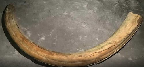 Бивень мамонта обнаружили в багажнике кызылчанина