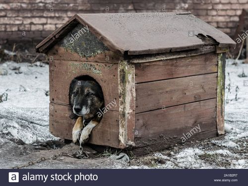 Ээлиг ыт баглаашка-ла тургай…