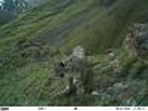 Барсы охраняют скот