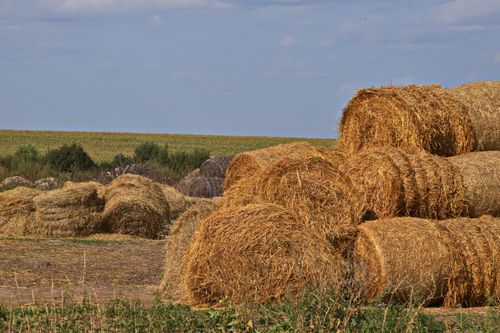 Кормозаготовительная кампания в Туве