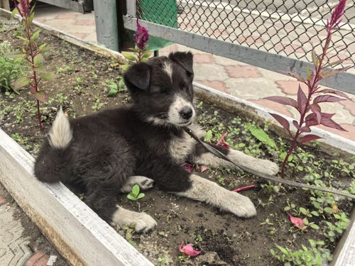На сцену малого театра в Кызыле вместе с актерами вышел щенок по кличке Калчан-Кара