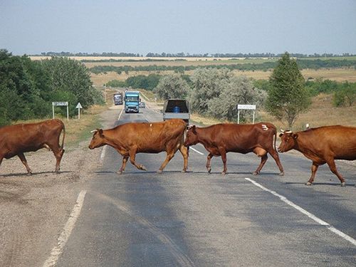 Ээлери тоомча чок