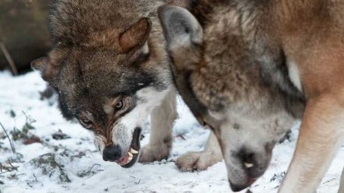 Волки осмелели! В Туве зафиксировали нападение недалеко от столицы 