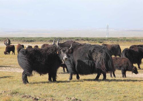 В Туве скотокрады украли стадо яков