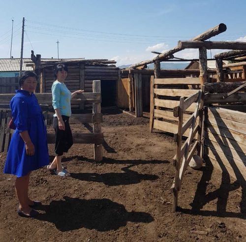 Жительница Тес-Хемского района Тувы вырастила и преумножила крупный рогатый скот, полученный в рамках социального проекта «Корова-кормилица» 