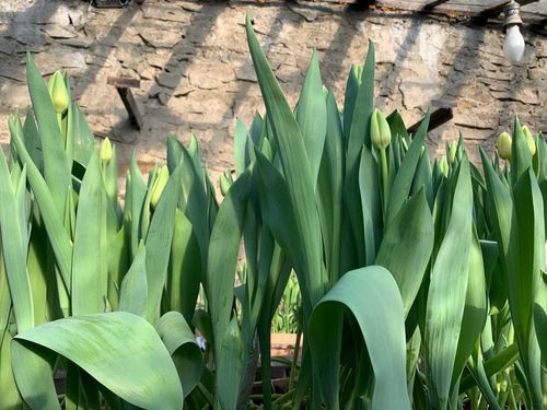 Тюльпаны, выращенные с любовью 