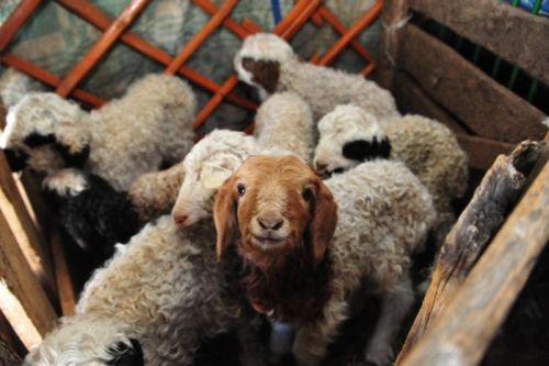 В Туве продолжается окотная кампания