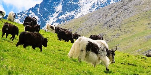 Проекты «БиблиоДобро» и «Кожуунный праздник яка «Тайга черим чараш малы» получат гранты Главы Республики Тыва