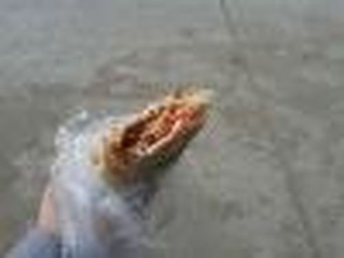 Шаурма с… палочкой