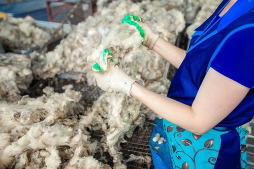 В Туве пройдет Круглый стол по вопросам переработки овечьей шерсти