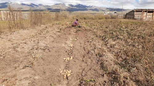 В Овюрском районе собрали «Народный картофель»