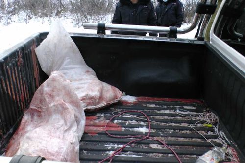 В Туве браконьеров задержали с тушами косуль