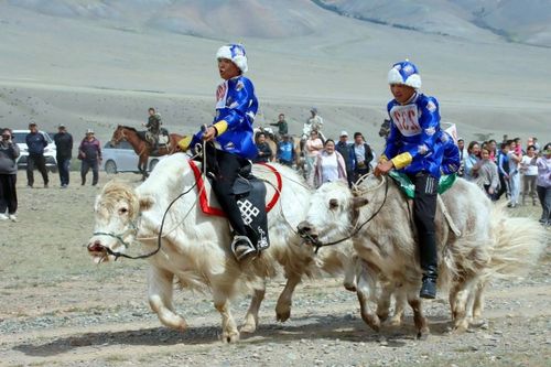 Хертек алышкылар Мөңгүн-Тайга кожуунга сарлык чарыжынга тиилекчи болганнар