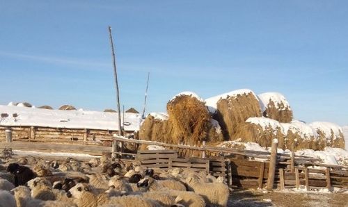 Тывада малдың онча-менди кыштаглаашкынын хандырар айны чарлаан