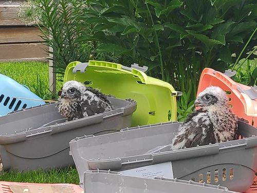 СОКОЛЯТ ИЗ ПИТОМНИКА УСЫНОВЯТ ДИКИЕ РОДИТЕЛИ