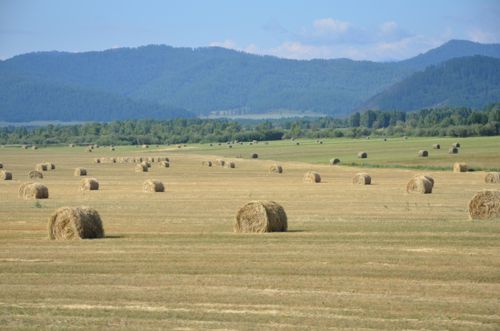 Во всех районах Тувы приступили к заготовке кормов