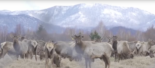 В Туве утверждены лимиты добычи на охотничий сезон 2025/2026 годов