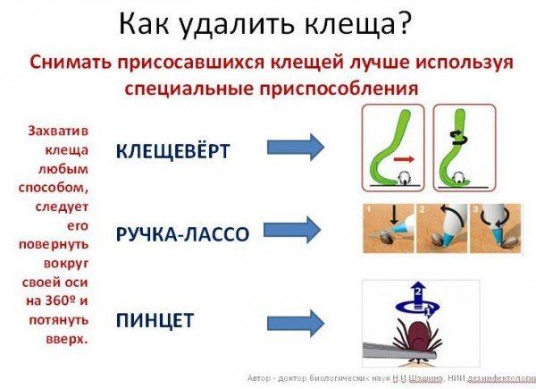 Таежный клещ опасен тем что. Таежный клещ опасен тем что фото. картинка Таежный клещ опасен тем что. смотреть фото Таежный клещ опасен тем что. смотреть картинку Таежный клещ опасен тем что.