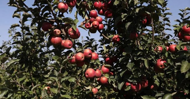 Кубань лидирует в стране по производству фруктов и ягод