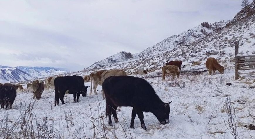 Как проходит зимовка скота в Сут-Хольском районе