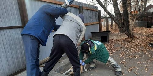 В Кызыле продолжаются мероприятия по профилактике бешенства