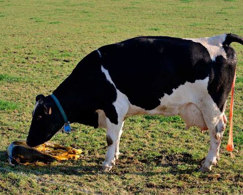 Эстеңги (соңгу) саадаары