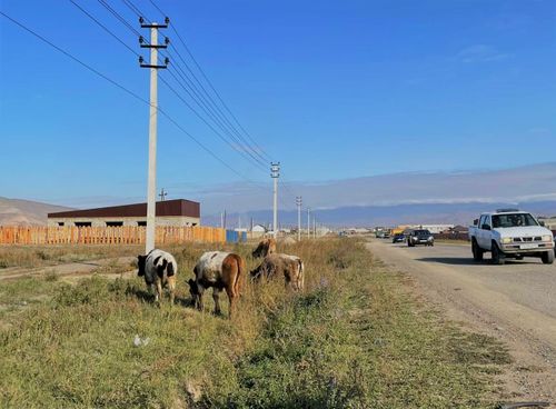 Какое наказание предусмотрено за выпас скота в неразрешенных для этого местах?
