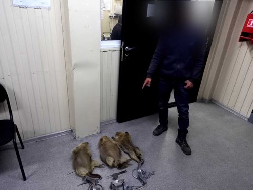 В Туве убили краснокнижных тарбаганов