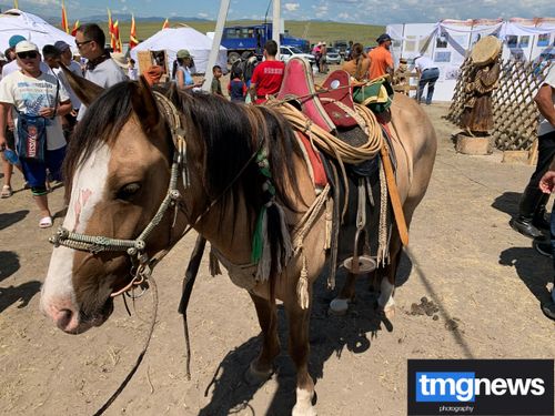 Тягловые животные Тувы посоревновались на Наадыме