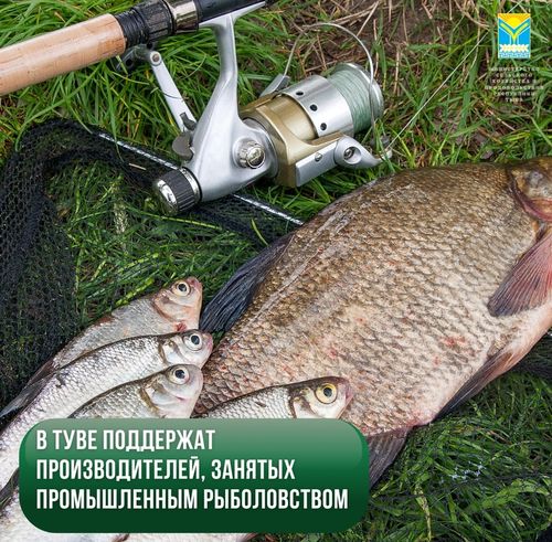 В Туве поддержат производителей, занятых промышленным рыболовством