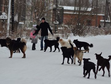 “Хосталгаже” салып чорудары албан эвес