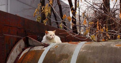 Более 180 тыс. котов могут согреться зимой от изношенных теплотрасс