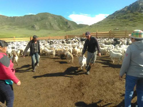 В Туве завершили передачу скота участникам губернаторского проекта «Кыштаг для молодой семьи» 2019 года  