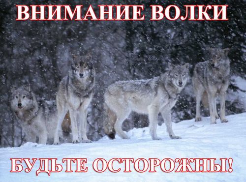 В Чеди-Холе волки загрызли троих собак