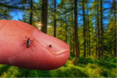 Энцефалиттен 5 кижи аараан