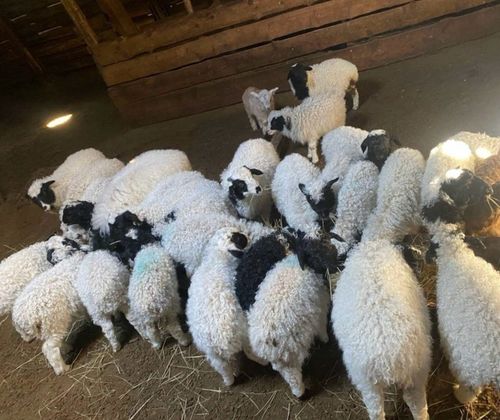 Теплая зима создает благоприятные условия для успешного окота в Туве