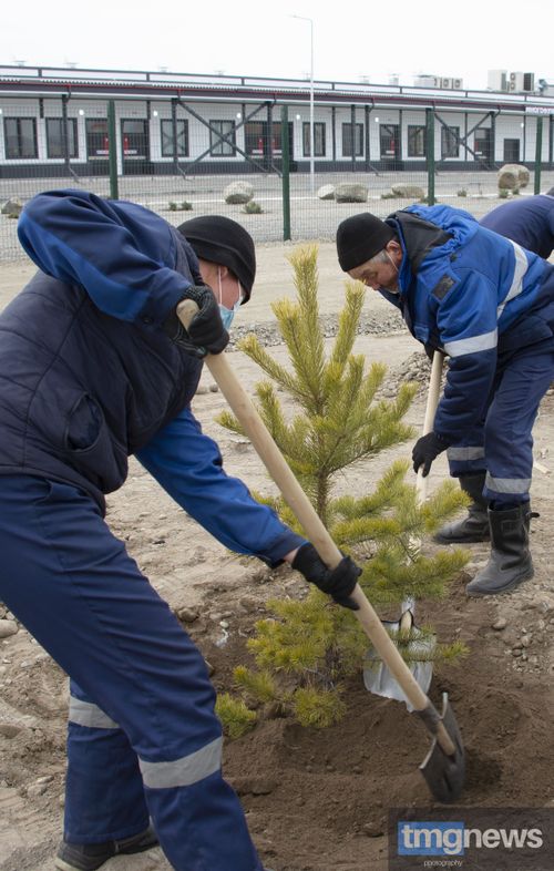 Зеленый пояс вокруг Многопрофильного медицинского центра Тувы