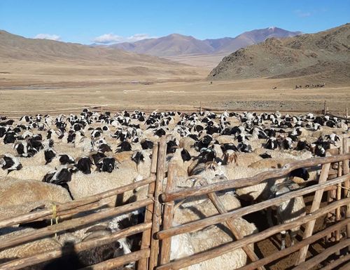 В Туве раскрыто два уголовных дела по краже скота