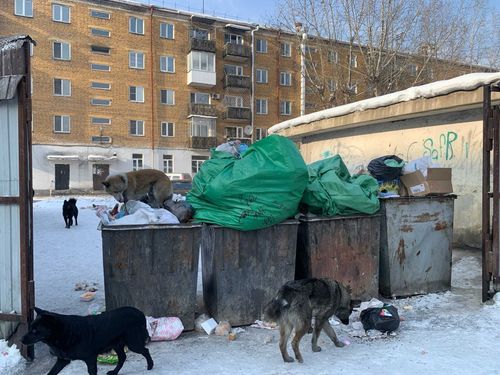 Их больше не отстреливают. В Туве обсуждают создание приюта для собак
