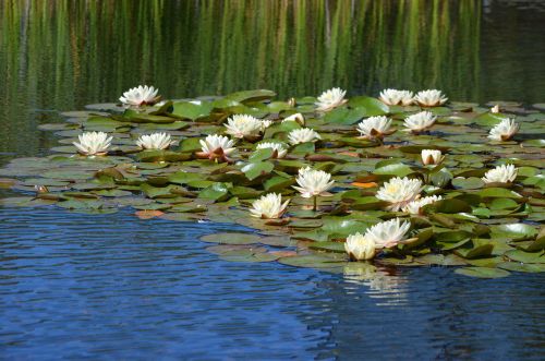 К сезону цветения кувшинок МТС усилила сеть 4G по дороге к озеру Азас