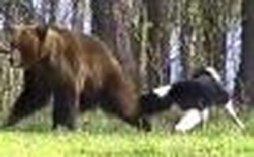 Лучший друг охотника