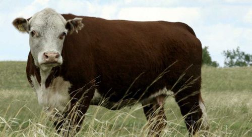 Ш.Кара-оол: «Герефордский замысел удался»