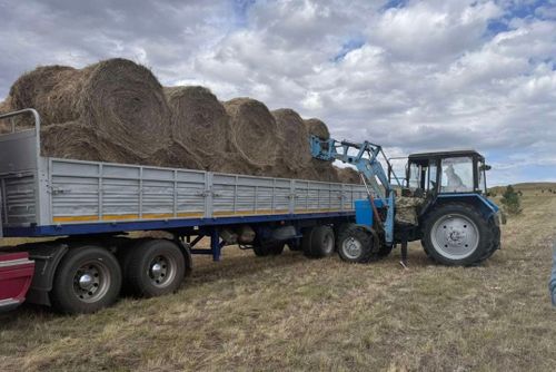 В Туве кормозаготовительная кампания набирает обороты