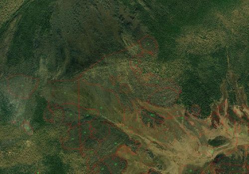 В Туве завершили работы по выявлению изменений санитарного и лесопатологического состояния лесов