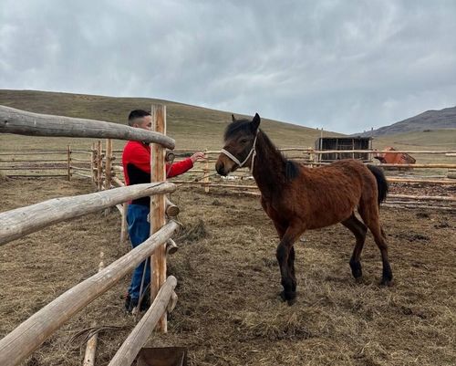 Аржаанда мал оолдаашкыны дооступ турар