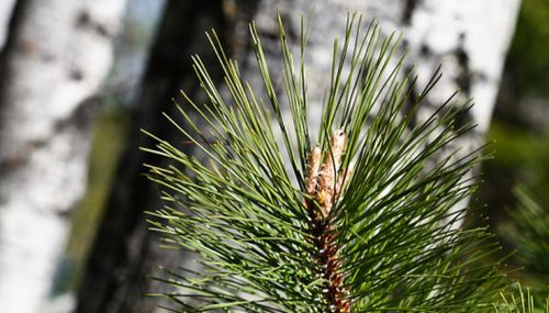 ДОБРАЯ ТРАДИЦИЯ – САЖАТЬ ДЕРЕВЬЯ