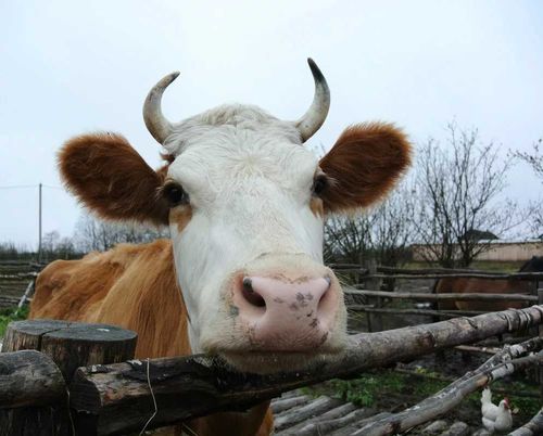 Украл, забил, продал