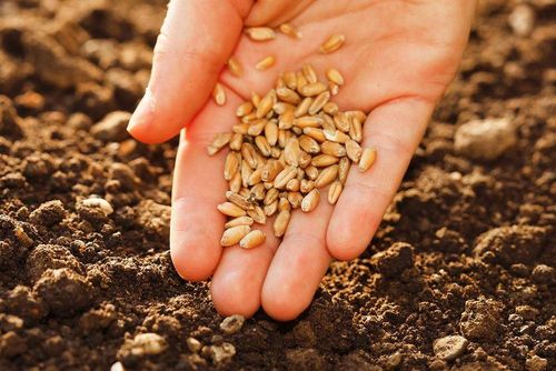 В Туве завершилась посевная кампания