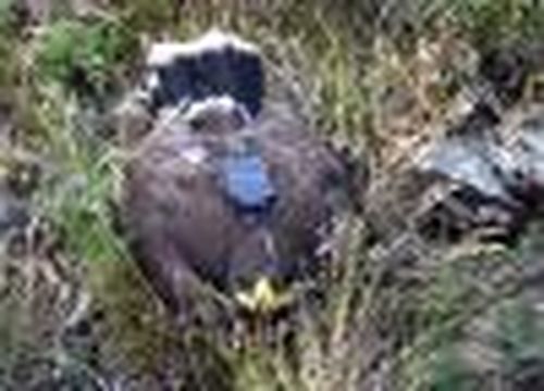 Сохранить степных орлов